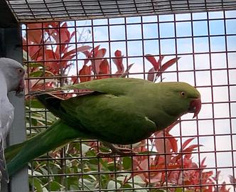 Parrocchetti dal collare