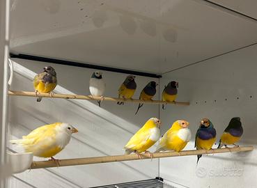 Diamanti di Gould