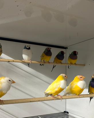 Diamanti di Gould