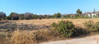 Terreno agricolo