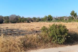 Terreno agricolo