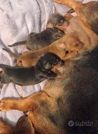 Cucciolo di Bassotto - maschietto fulvo