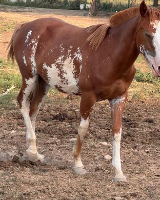 puledra mestiza 