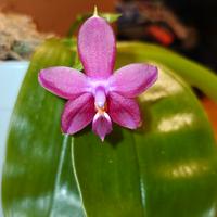 phalaenopsis violacea