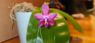 phalaenopsis violacea