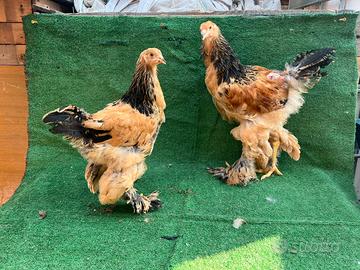 Brahma