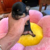 Cucciola di Chihuha con pedigree Enci