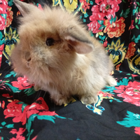 Coniglio nano ariete