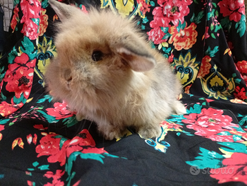 Coniglio nano ariete