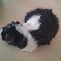 Cavie porcellini d'india