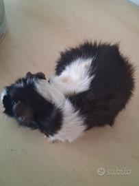 Cavie porcellini d'india