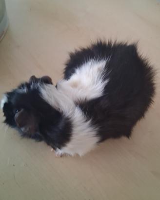 Cavie porcellini d'india