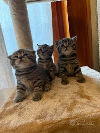 GATTI British shorthair