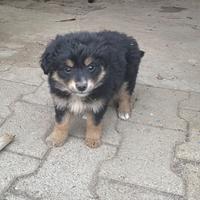 Cucciole meticce