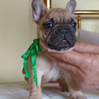 Bulldog francesi