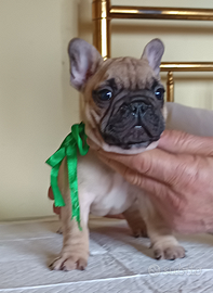 Bulldog francesi