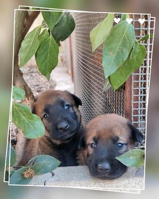 Allevamento Pastore Belga Malinois in Puglia. 