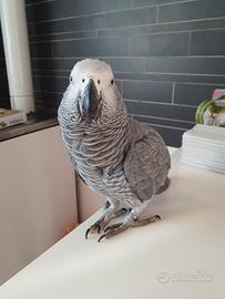 Pappagallo