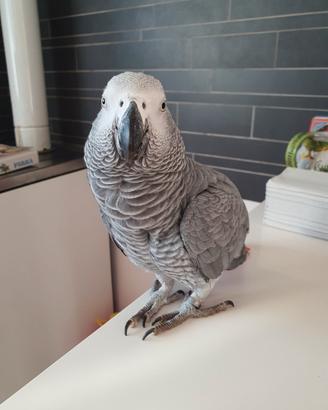 Pappagallo