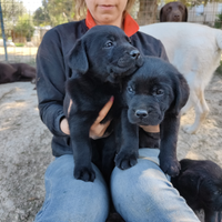 Cuccioli di Labrador neri