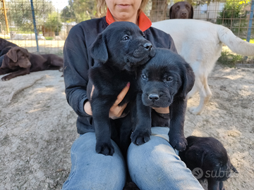 Cuccioli di Labrador neri
