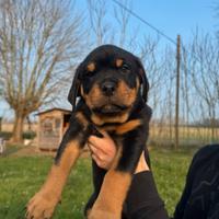 Cuccioli Rottweiler
