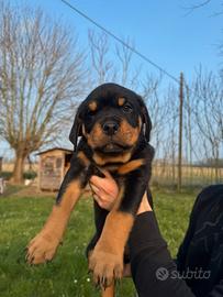 Cuccioli Rottweiler
