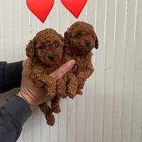 Barboncino mini toy red 2 femmine maschio