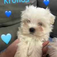 Maltese coreano Toy con pedigree Enci