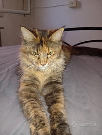 Femmina Main Coon 15 mesi originale disponibile