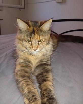 Femmina Main Coon 15 mesi originale disponibile