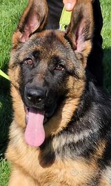 Pastore tedesco (pura razza)