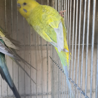 Coppie cocorite Rainbow 2025