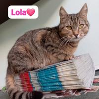 Gattini maschi e femmine dai 4 ai 8 mesi