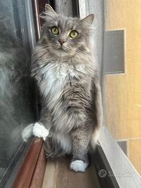 Gatto siberiano