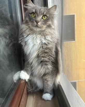 Gatto siberiano