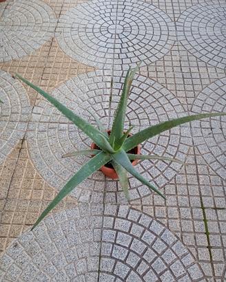 Piante