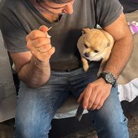 Addetto pulizie tutto fare