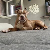 Pit bull red nose con pedigree