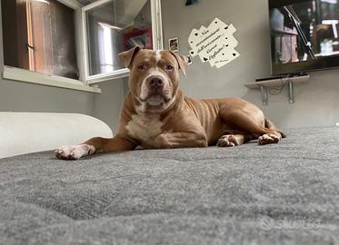 Pit bull red nose con pedigree