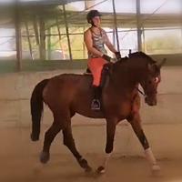 Cavallo per dressage, 8 anni e un bel movimento