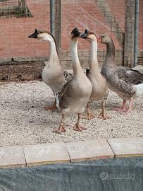 Animali da cortile