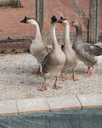 Animali da cortile