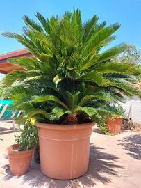 Cycas