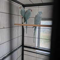 Parrocchetti dal collare da imbecco