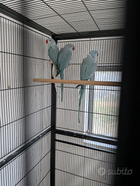 Parrocchetti dal collare da imbecco