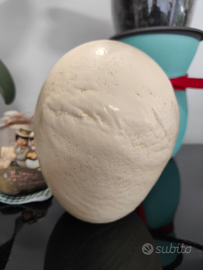 Guscio uovo di struzzo deformato naturalmente