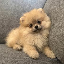 Spitz nano femmina con pedigree