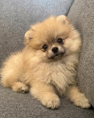 Spitz nano femmina con pedigree