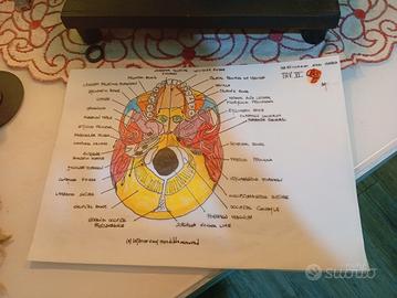 Disegni manuali anatomia umana
